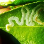 Larva Minadora e o controle potencializado com Traçador e Regenera PRO