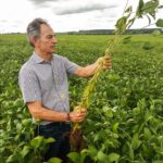 Produtores de soja em Goiás devem cadastrar lavouras até 17 de janeiro