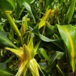 Goiás caminha para a segunda maior safra de grãos da história