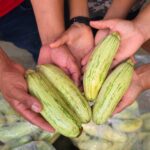 Governo de Goiás amplia prazo de execução do Programa de Aquisição de Alimentos