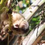 Amma orienta população sobre como agir ao encontrar animais silvestres na cidade
