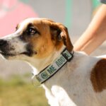 Prefeitura de Aparecida amplia ações do PATA com implantação de coleiras refletivas para animais comunitários